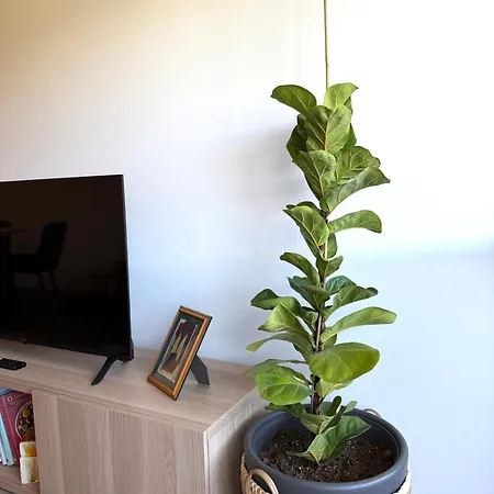 Arriba Sunrise * Costa de Caparica